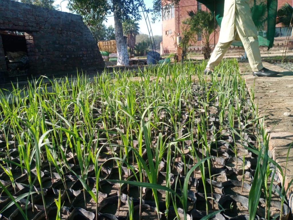 Proprietary Sugarcane Variety Field Trial