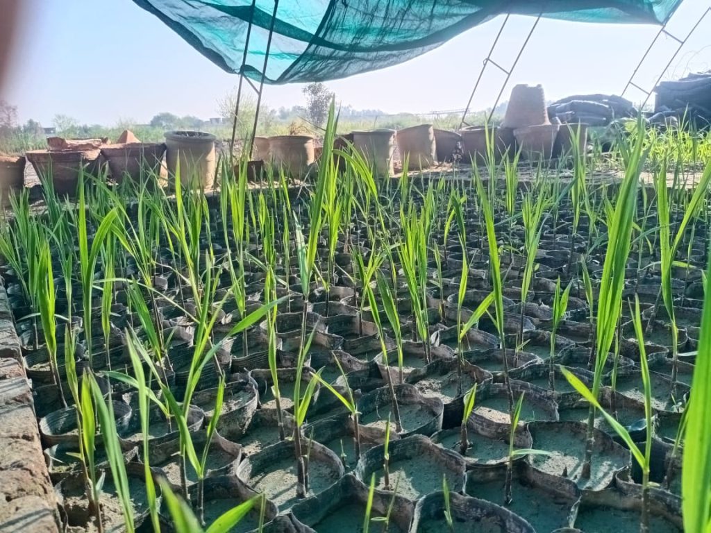 Biological Control Lab Rearing Operations