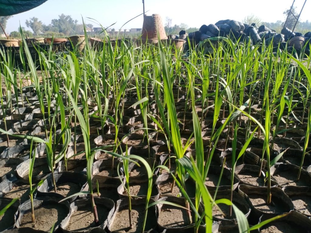 Agronomy Seed Rate & Spacing Trial