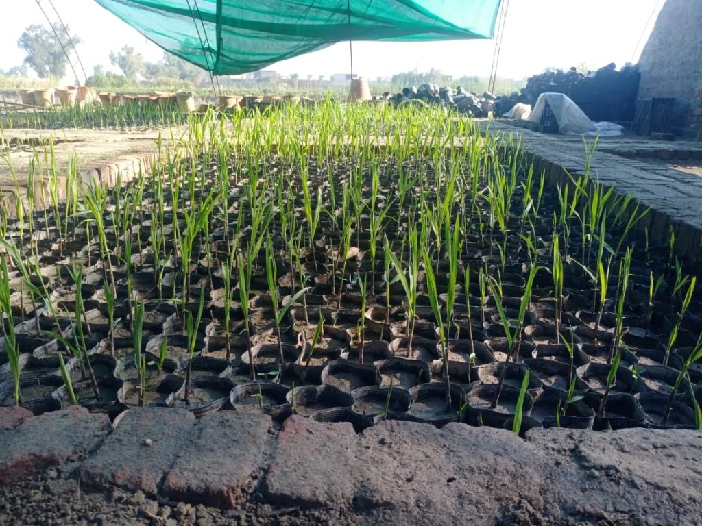 Annual Sugarcane Research Seminar