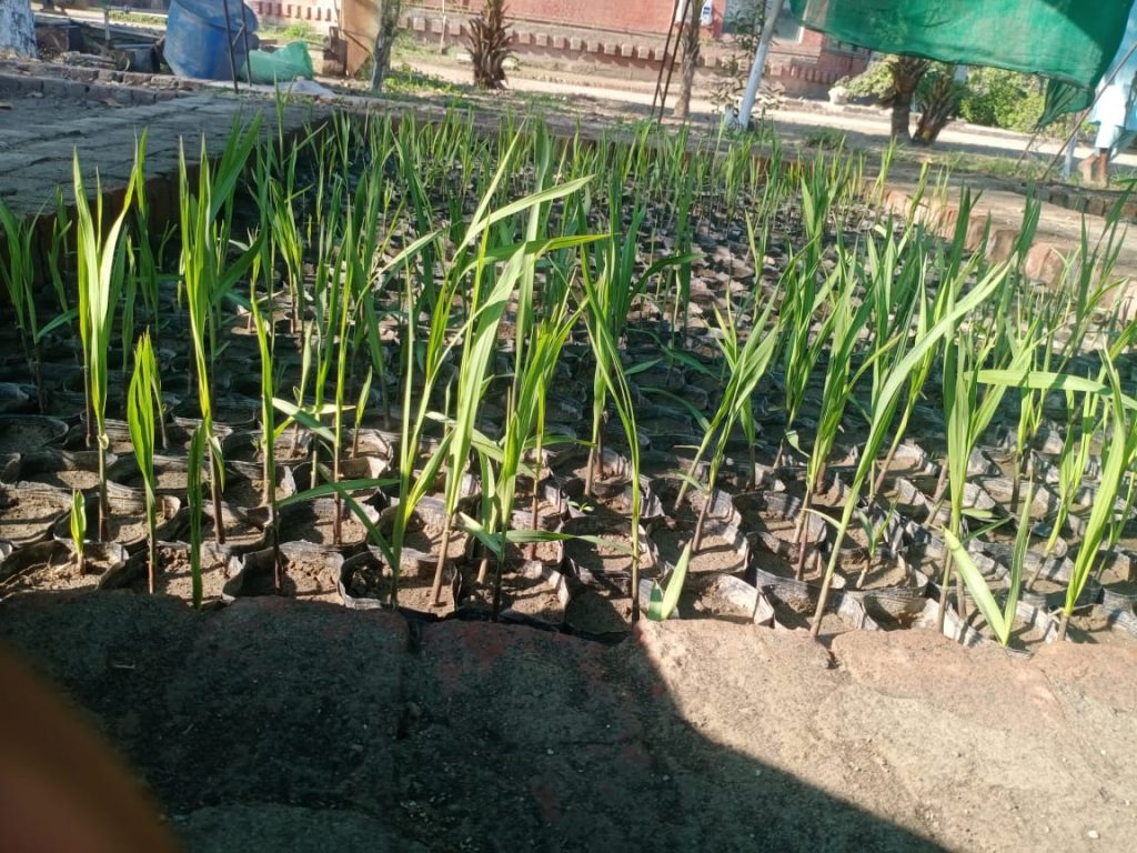NUVYT Varietal Trial Evaluation Visit
