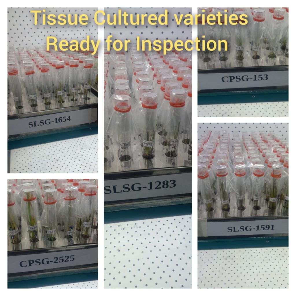 Tissue Culture Growth Room
