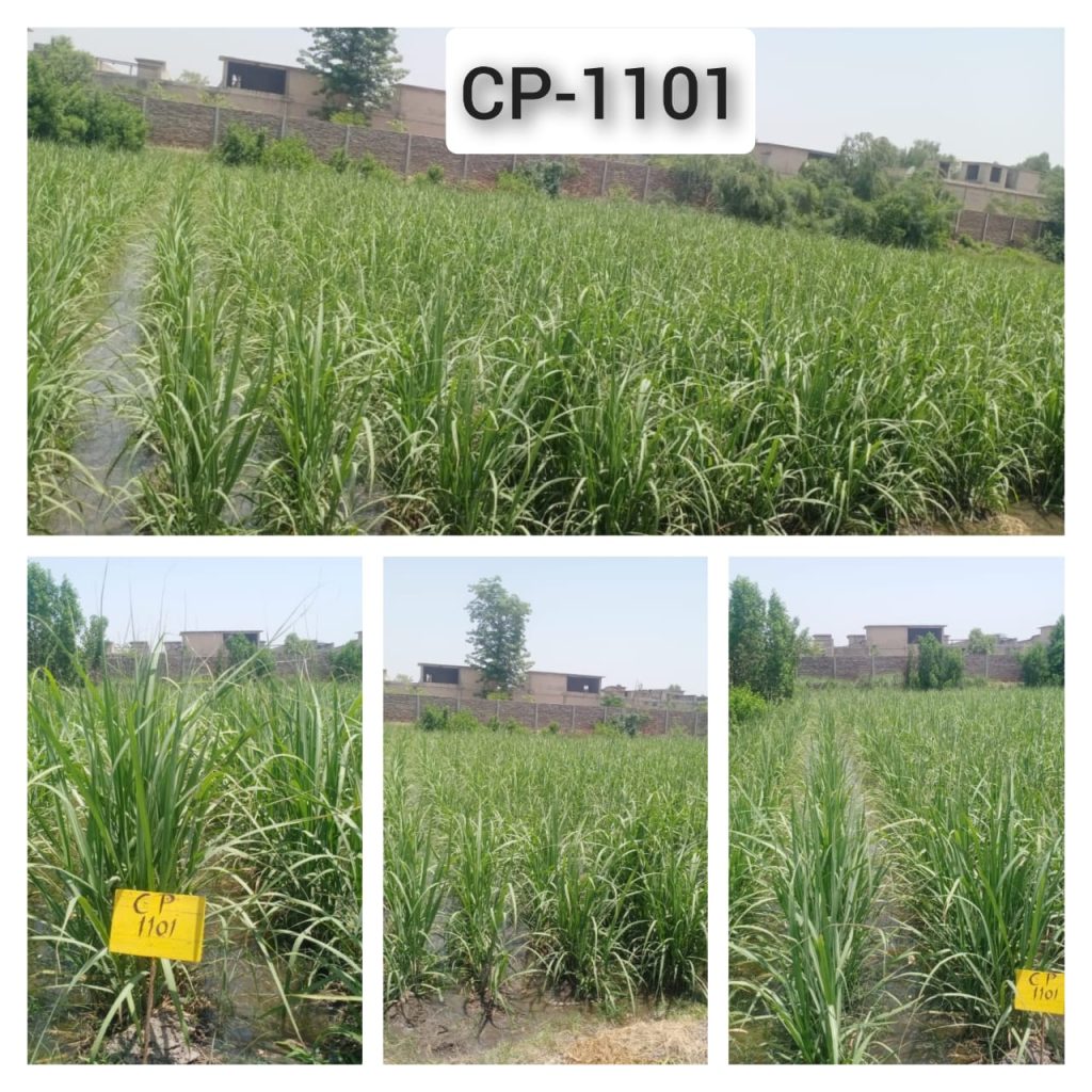 CP-1101