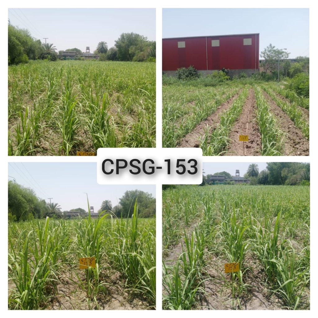 CPSG-153