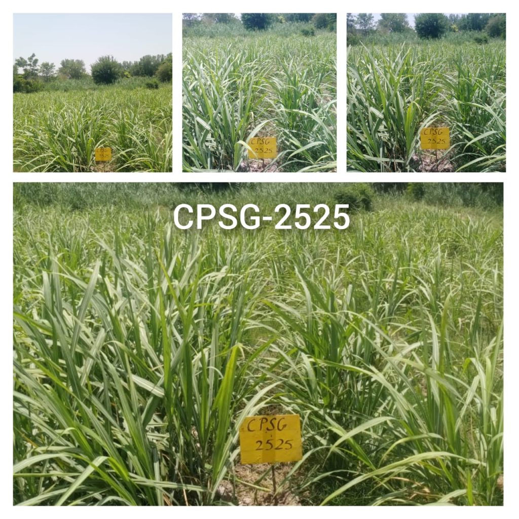 S-2010 CPSG-2525