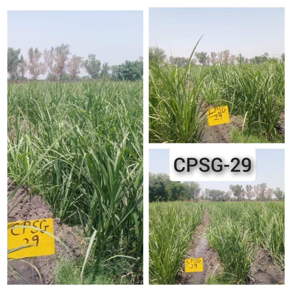 CPSG-29