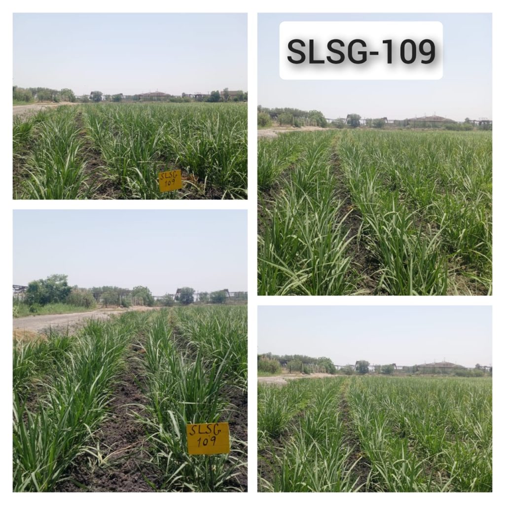 SLSG-109