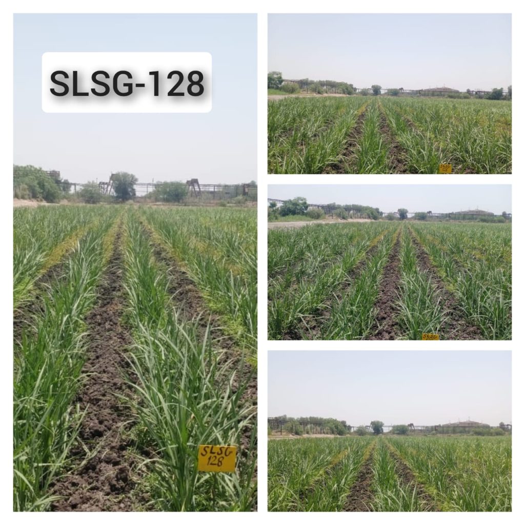 SLSG-128