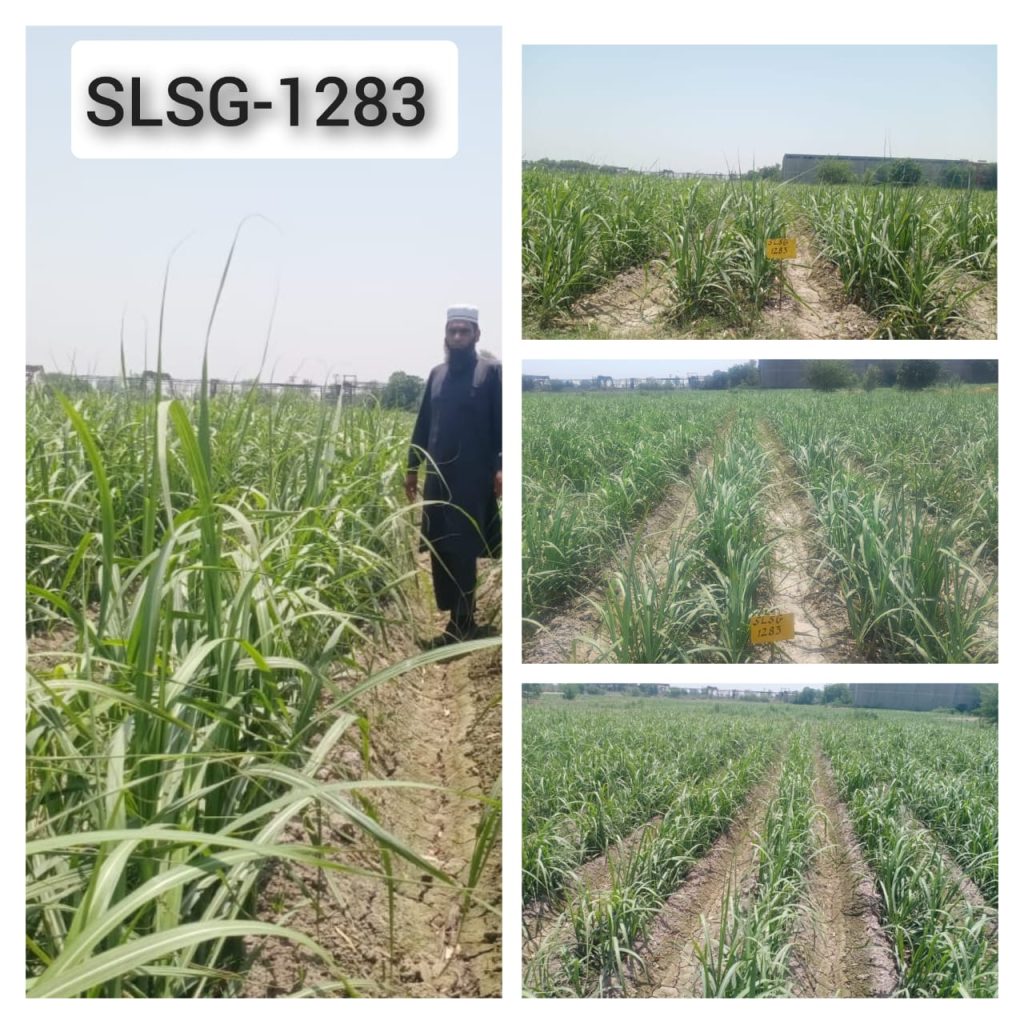 S-2013 SLSG-1283