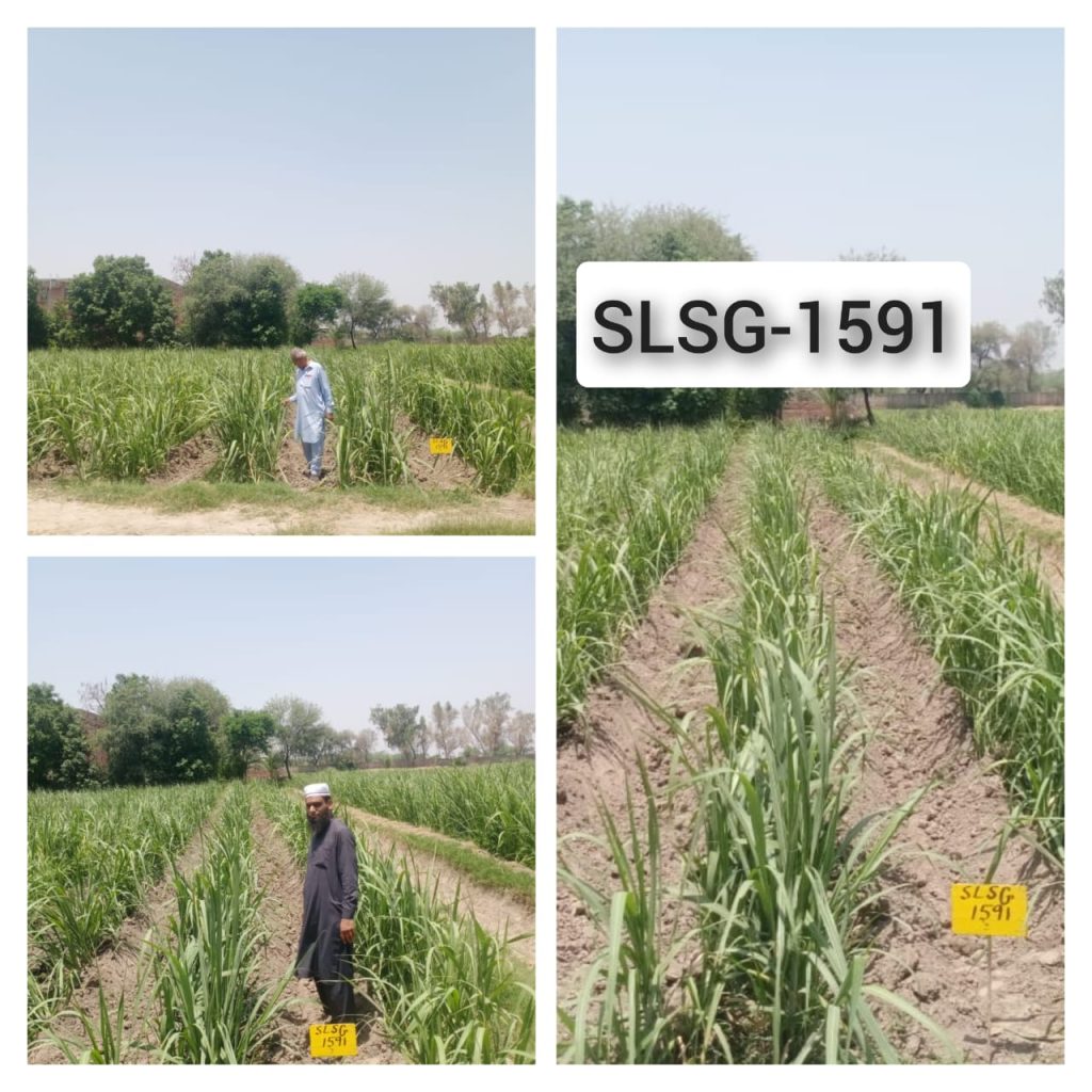 SLSG-1591