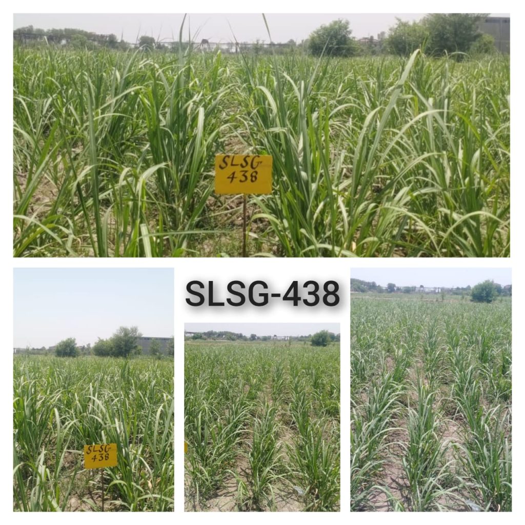 SLSG-483