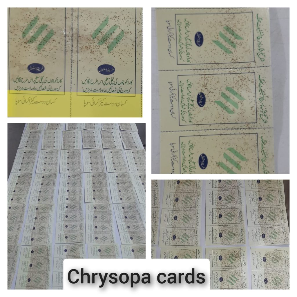 Chrysoperla carnea rearing cards