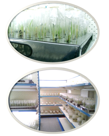 Sugarcane Tissue Culture Plantlets